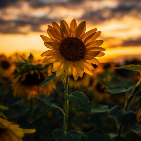 Meet your Posher, Trish - Picture 1 of 1